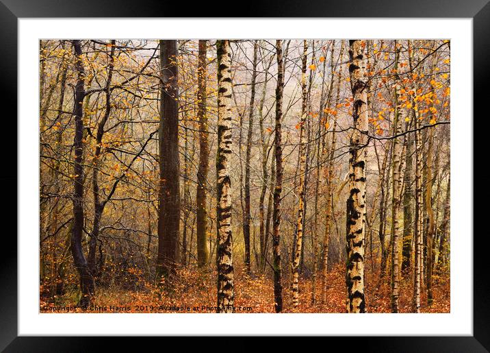 Beech and birch Framed Mounted Print by Chris Harris