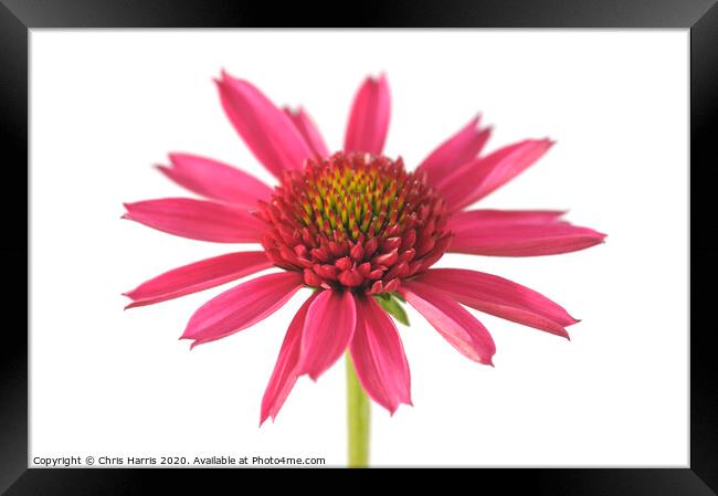 Echinacea 'Delicious Candy'  Framed Print by Chris Harris
