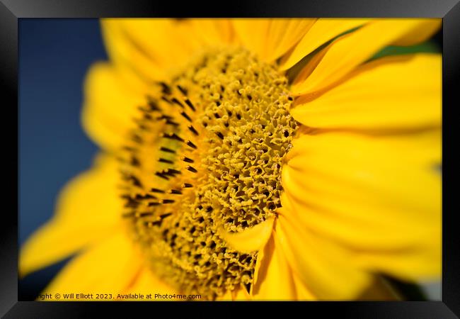 Closeup of a Blossoming Sunflower Framed Print by Will Elliott