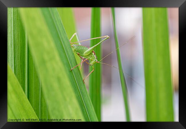 A Speckled Bush-cricket Framed Print by Will Elliott