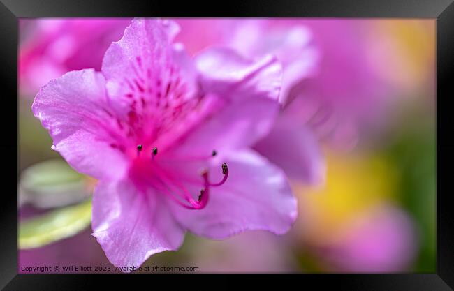 A Rhododendron Framed Print by Will Elliott