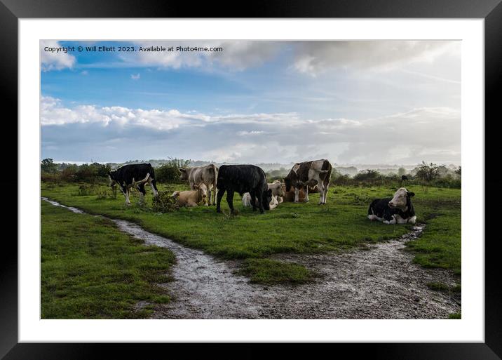 Cows Relaxing Together in the Rain Framed Mounted Print by Will Elliott