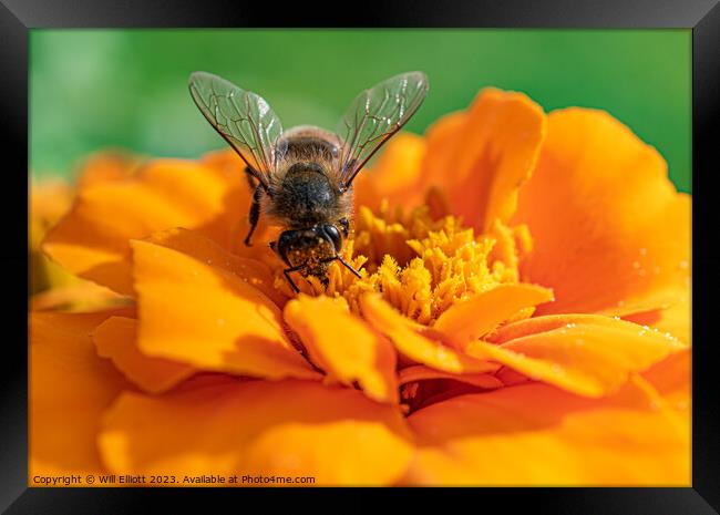 A Bee on a Marigold Flower Framed Print by Will Elliott