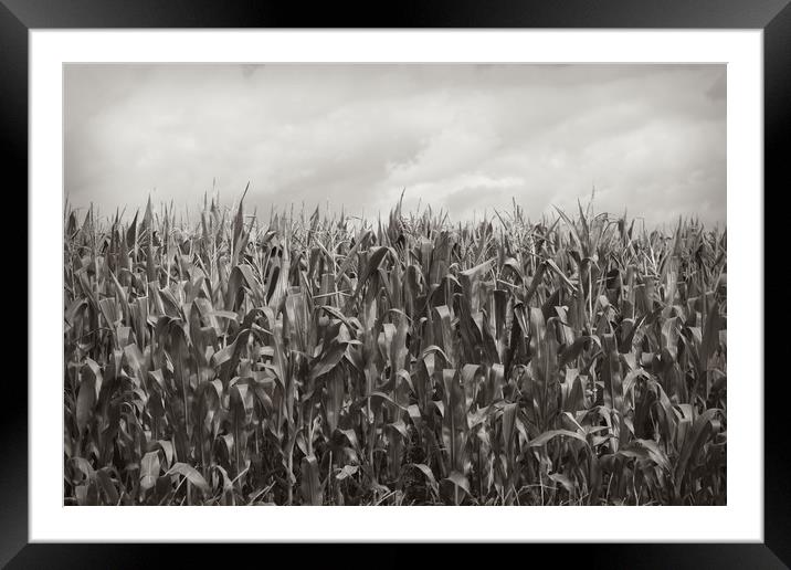 Corn Fields Framed Mounted Print by bliss nayler