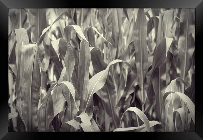Corn Framed Print by bliss nayler
