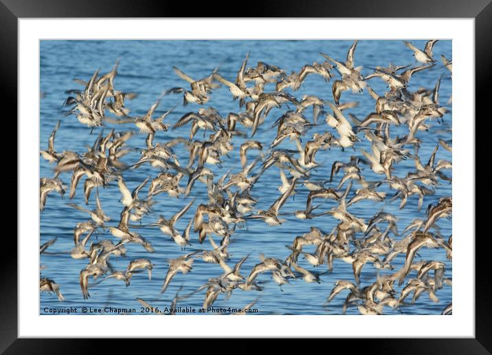 Flock of Sanderlings Framed Mounted Print by Lee Chapman