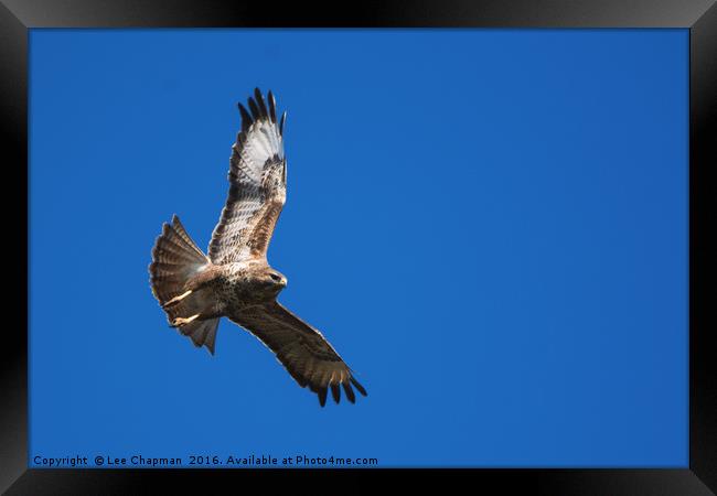 Common Buzzard in Flight Framed Print by Lee Chapman