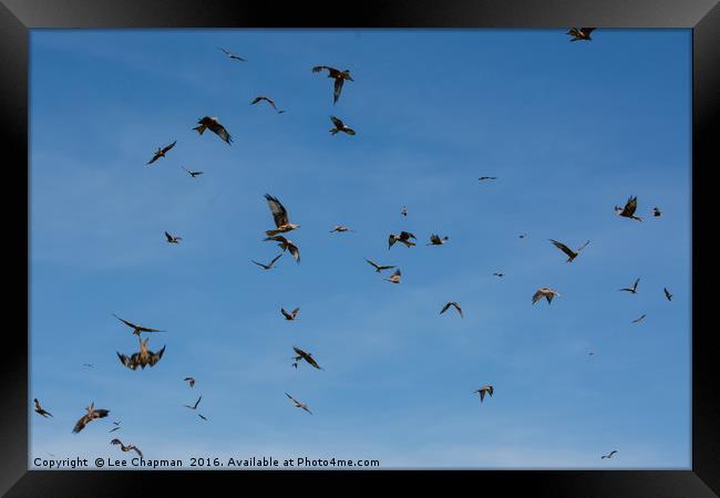 The Red Kites of Gigrin Farm Framed Print by Lee Chapman