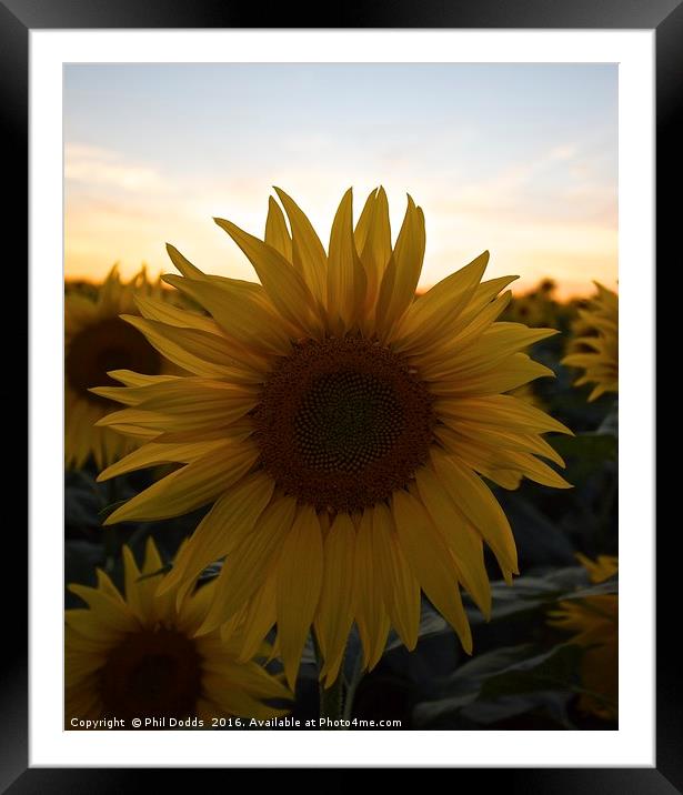 Sunflower Power Framed Mounted Print by Phil Dodds