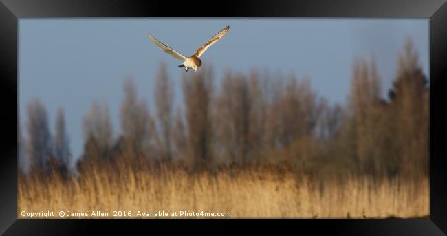 Mid Air Hover Framed Print by James Allen