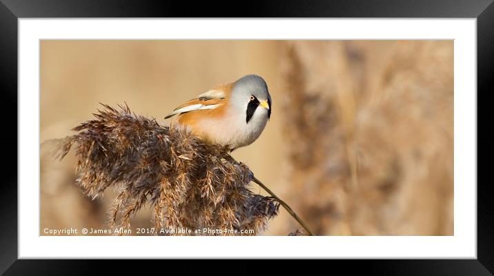 Bearded Tit  Framed Mounted Print by James Allen