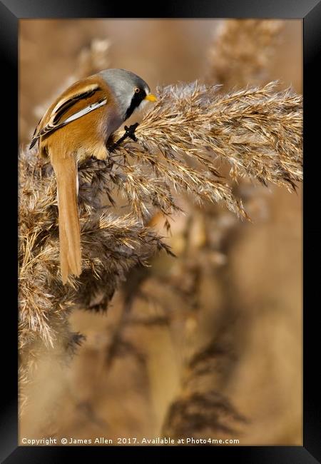 Hungry Bearded Tit Eating the Seeds  Framed Print by James Allen