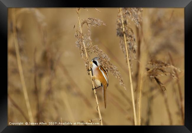 Reed Hanger  Framed Print by James Allen