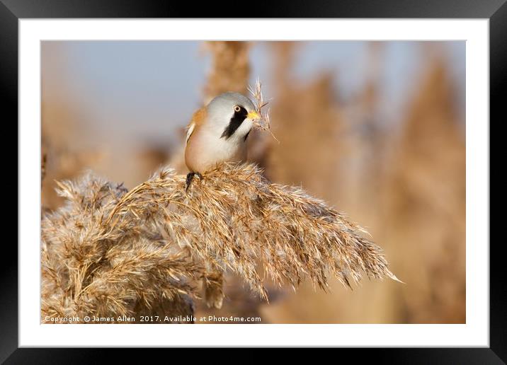 Reed Eater Framed Mounted Print by James Allen