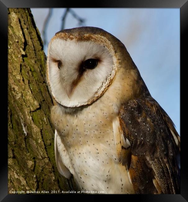 Birds Eye view of the world!! (Female Barn Owl) Framed Print by James Allen