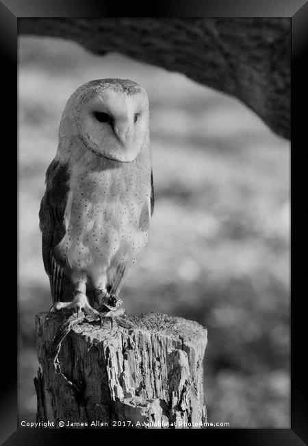 Standing Proud!!  (Barn Owl Black & White) Framed Print by James Allen