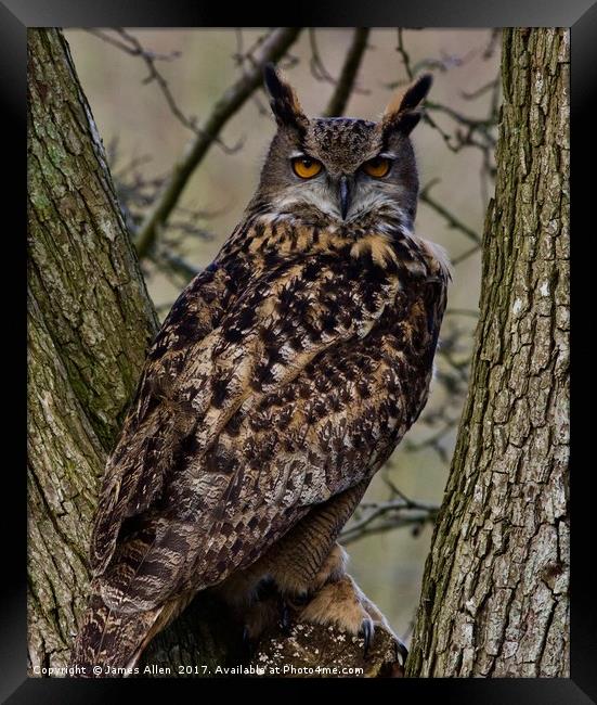 European Owl  Framed Print by James Allen
