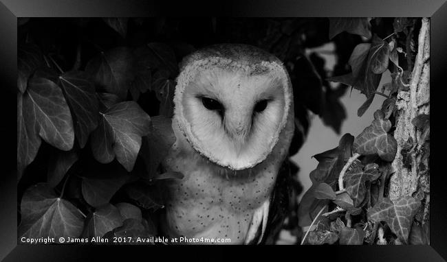 Owls Den! (Barn Owl black & White) Framed Print by James Allen