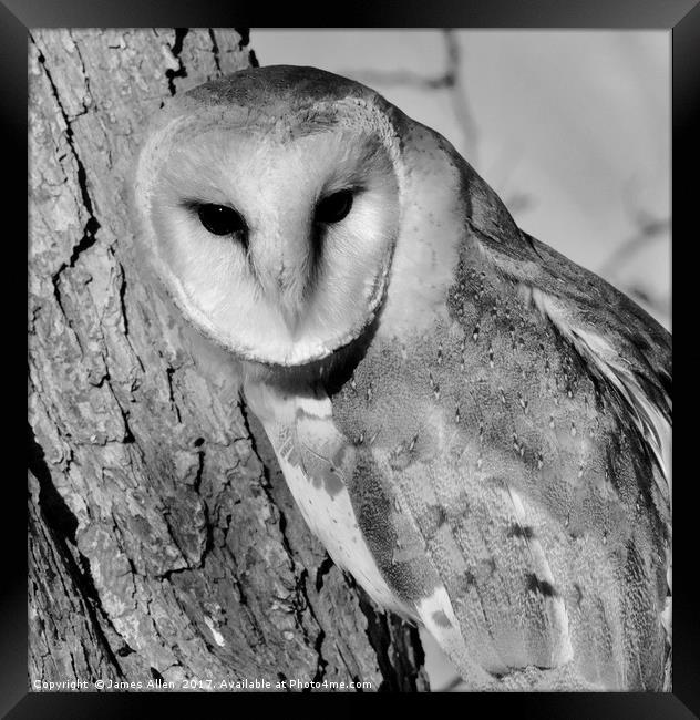 Barn Owl (Black & White Pose) Framed Print by James Allen