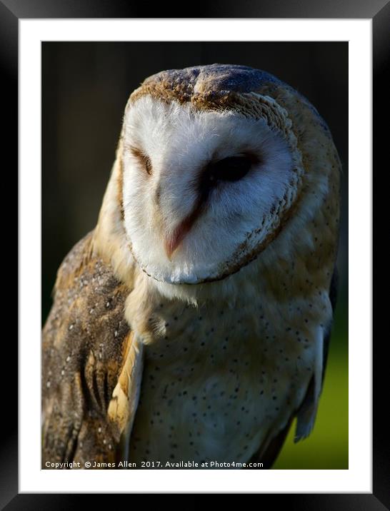 The Happy contented Barn Owl Framed Mounted Print by James Allen
