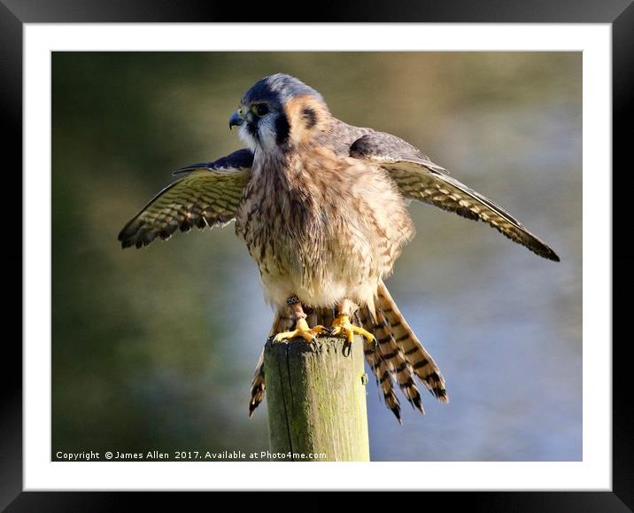 Wind beneath my wings  Framed Mounted Print by James Allen