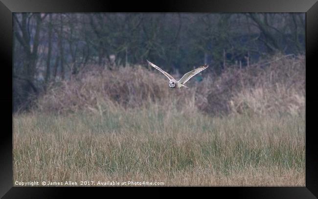 Short Eared Owls  Framed Print by James Allen