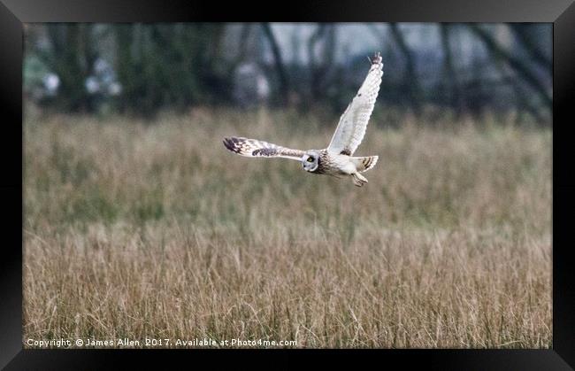 Short Eared Owl about to Land Framed Print by James Allen