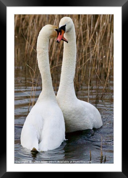Romantic Swans  Framed Mounted Print by James Allen