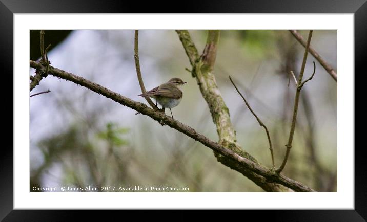 Wren  Framed Mounted Print by James Allen