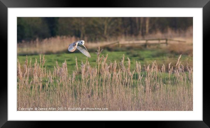 Barn Owl Hunting  Framed Mounted Print by James Allen