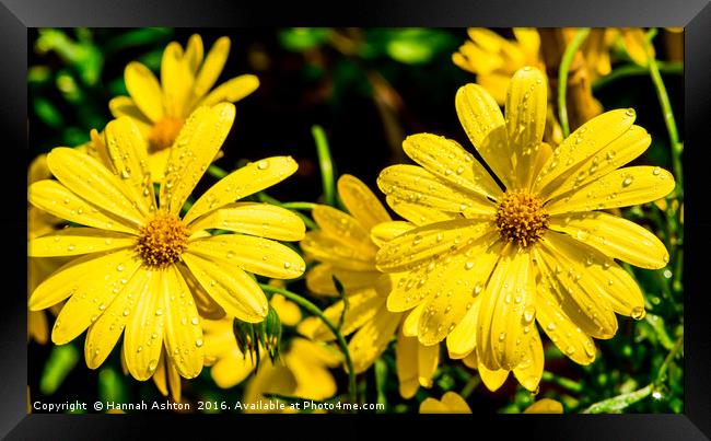 Yellow Daisies Framed Print by Hannah Ashton