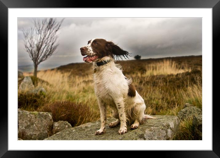 English Springer Spaniel Framed Mounted Print by Stephen Baird