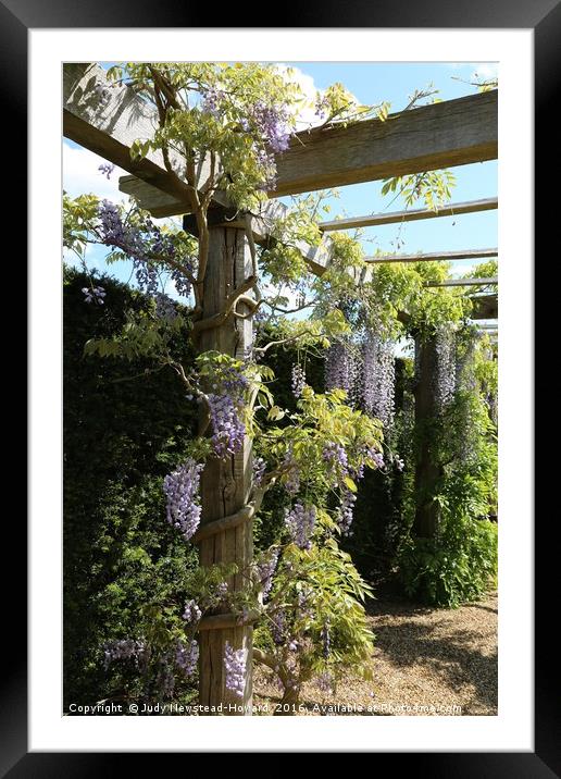Wisteria Alley Framed Mounted Print by Judy Newstead-Howard