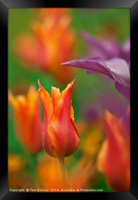 Orange Tulip Framed Print by Tom Dolezal