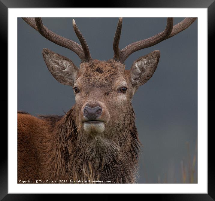 Highland stag eye to eye Framed Mounted Print by Tom Dolezal