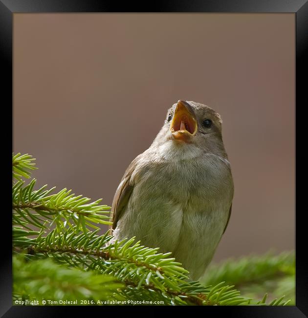 Singing sparrow Framed Print by Tom Dolezal