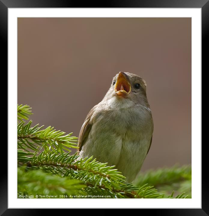 Singing sparrow Framed Mounted Print by Tom Dolezal
