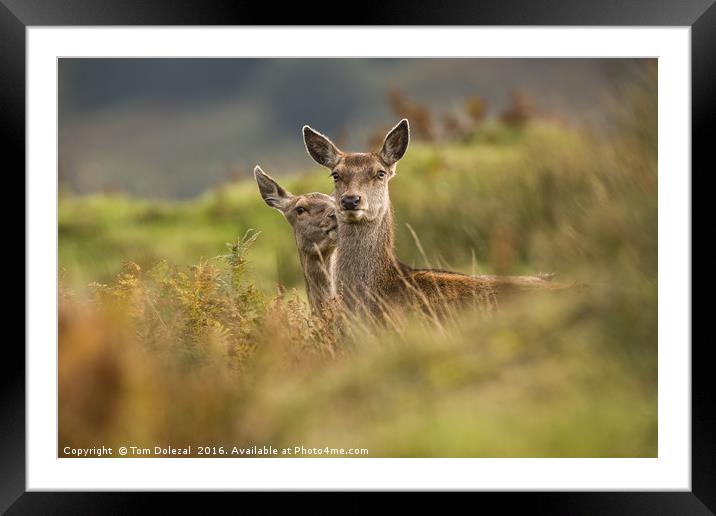 Red deer doe with fawn Framed Mounted Print by Tom Dolezal