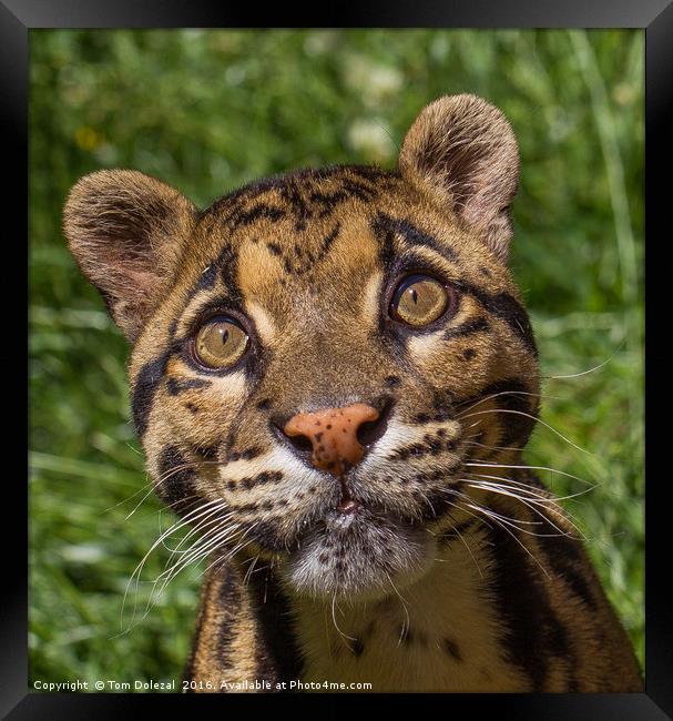 Clouded Leopard eyes Framed Print by Tom Dolezal