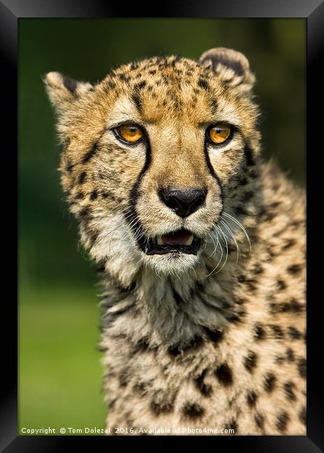 Cheetah eyes Framed Print by Tom Dolezal