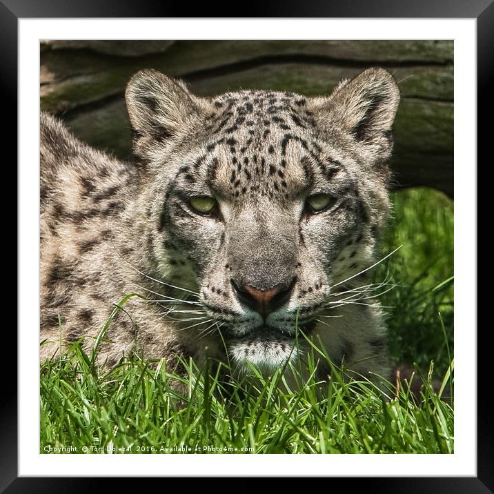 Snow Leopard portrait Framed Mounted Print by Tom Dolezal