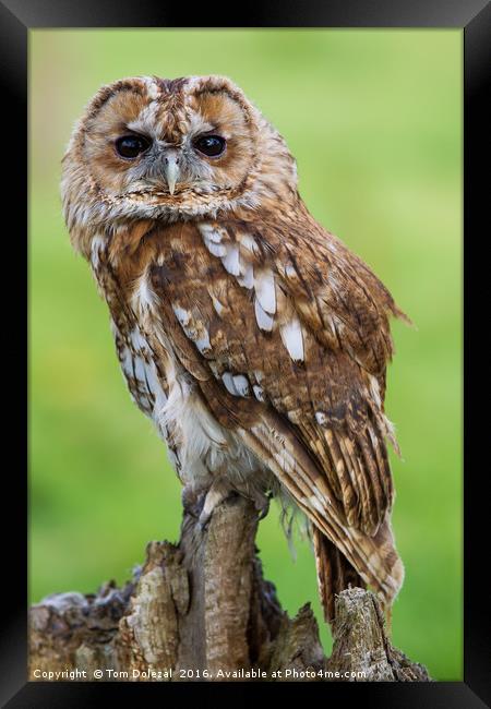 Eye to eye with a Tawny Owl Framed Print by Tom Dolezal
