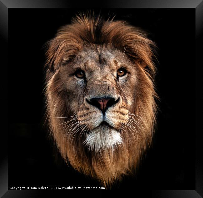 Lion portrait Framed Print by Tom Dolezal