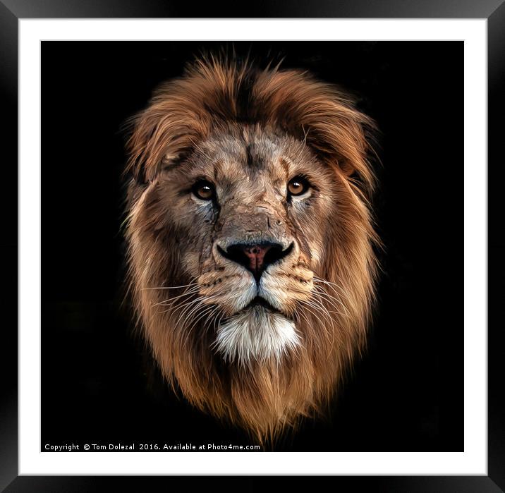 Lion portrait Framed Mounted Print by Tom Dolezal