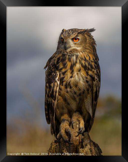 Eagle owl in dapple light Framed Print by Tom Dolezal