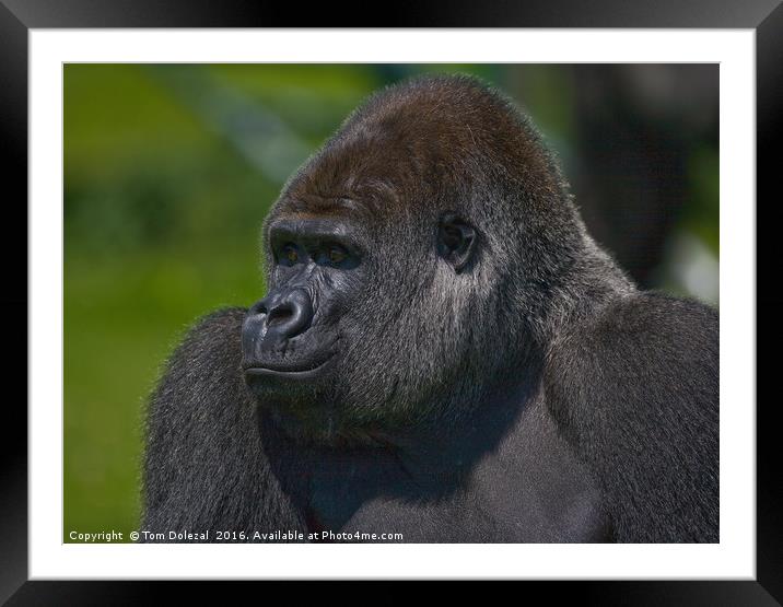 Silverback gorilla Framed Mounted Print by Tom Dolezal