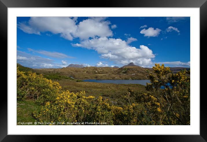 Assynt gorse Framed Mounted Print by Tom Dolezal