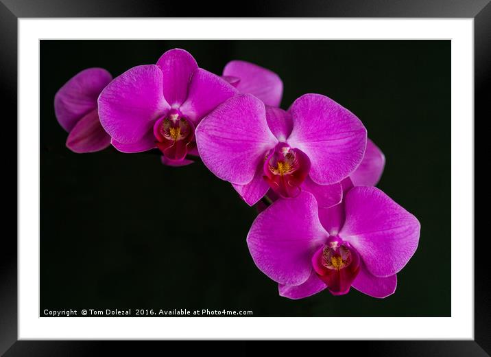 Orchid Phalaenopsis Framed Mounted Print by Tom Dolezal