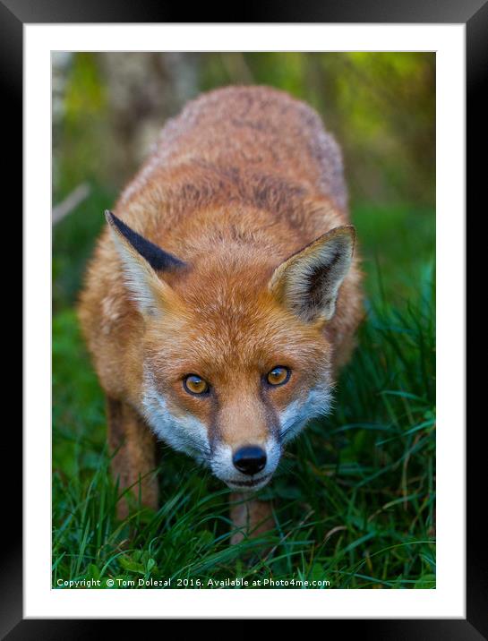 Fox eyes Framed Mounted Print by Tom Dolezal