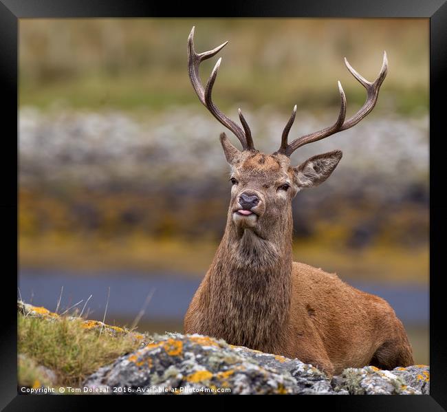 Resting Stag Framed Print by Tom Dolezal